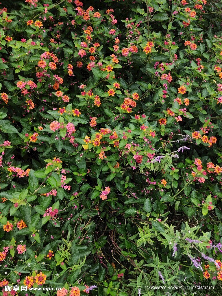 繁茂花丛绽放艳丽花朵