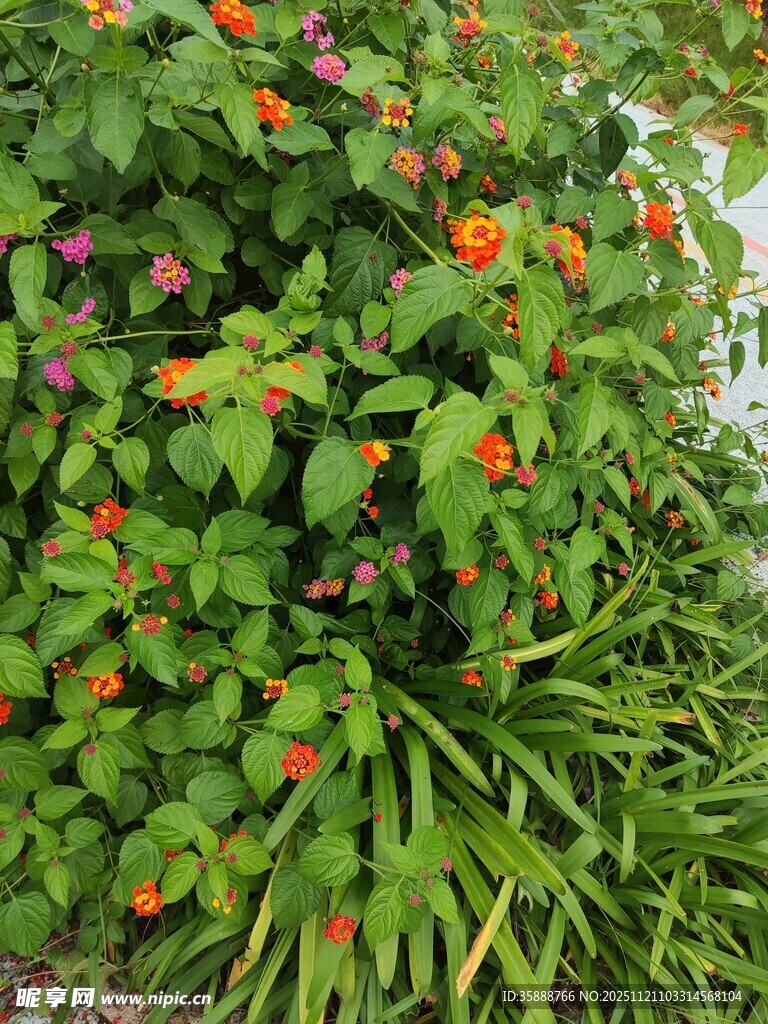 绿叶间绽放的多彩花朵