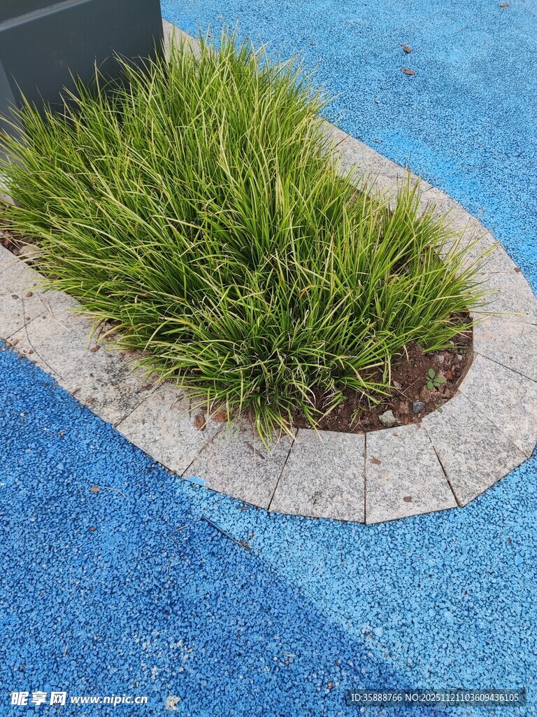 蓝色地面旁的绿植景观
