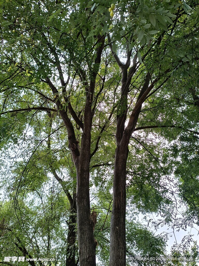 高大繁茂的绿树