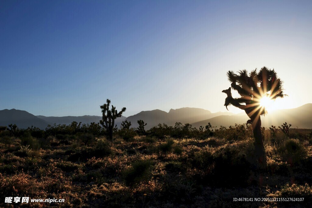 沙漠夕阳下的约书亚树景观