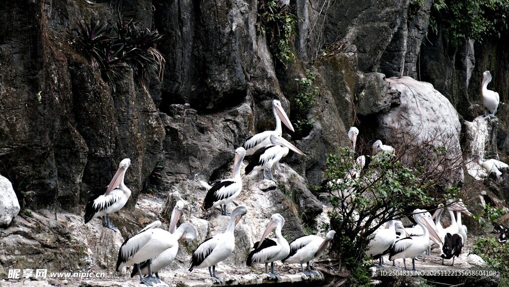 岩石上聚集的众多白鸟