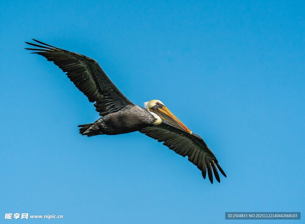 蓝天下翱翔的鹈鹕