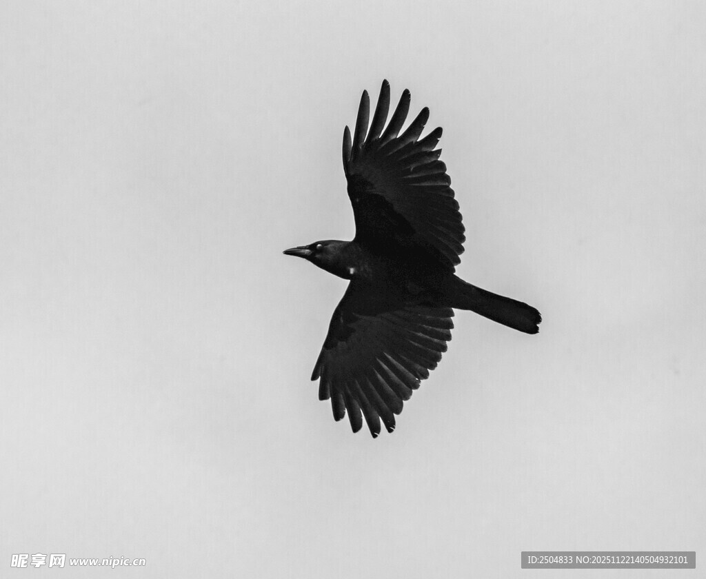 空中翱翔的黑鸟