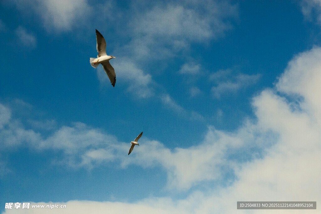 蓝天下翱翔的两只海鸥