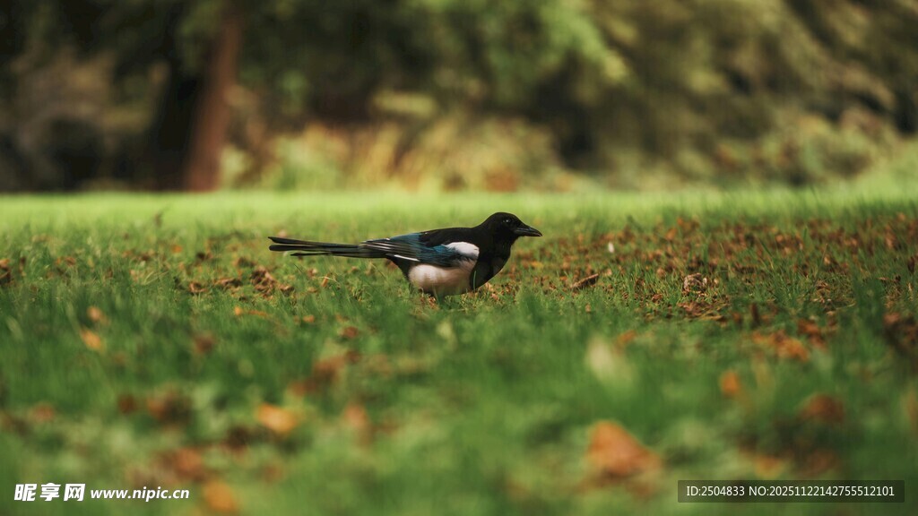 草地上的黑白相间鸟儿
