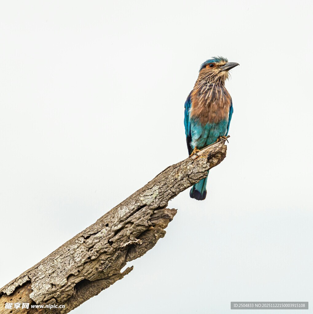 蓝羽鸟栖于枯树枝头