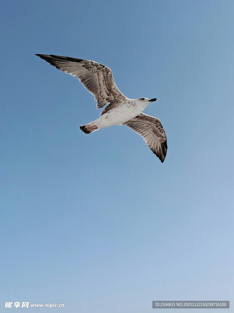 蓝天中翱翔的海鸥