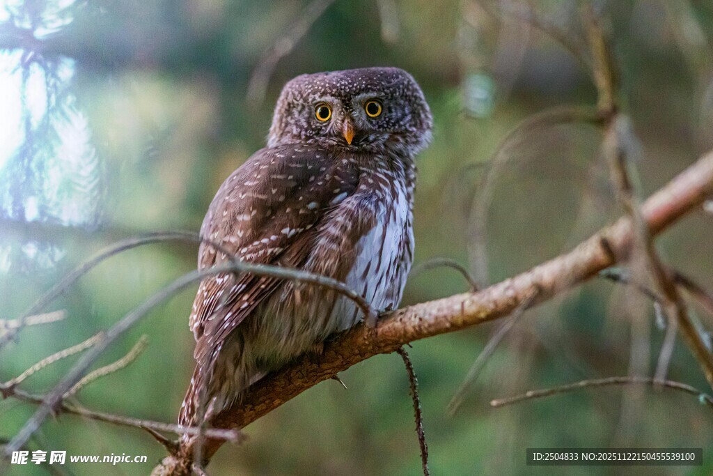 树枝上的猫头鹰