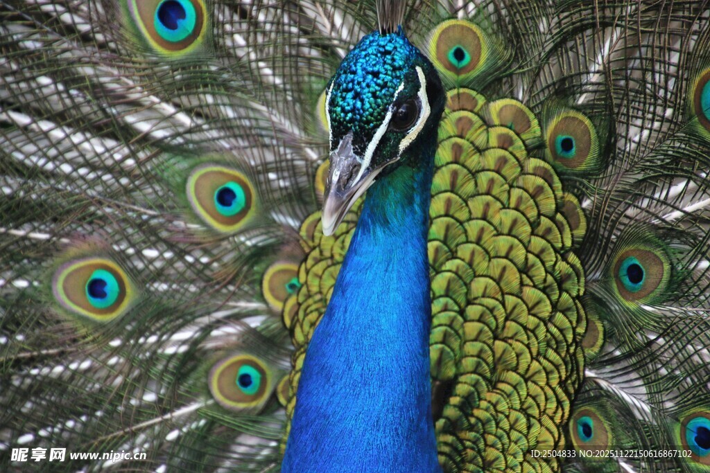 开屏的美丽孔雀