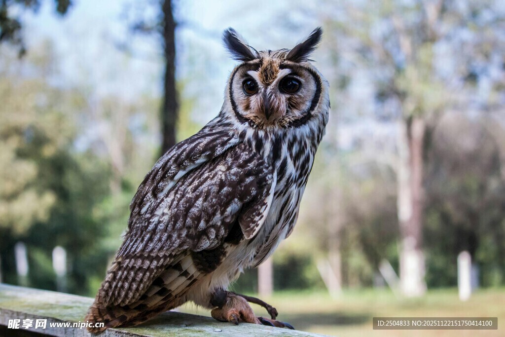 猫头鹰栖息于户外木杆上