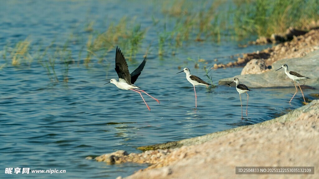 水边飞鸟栖息自然景象
