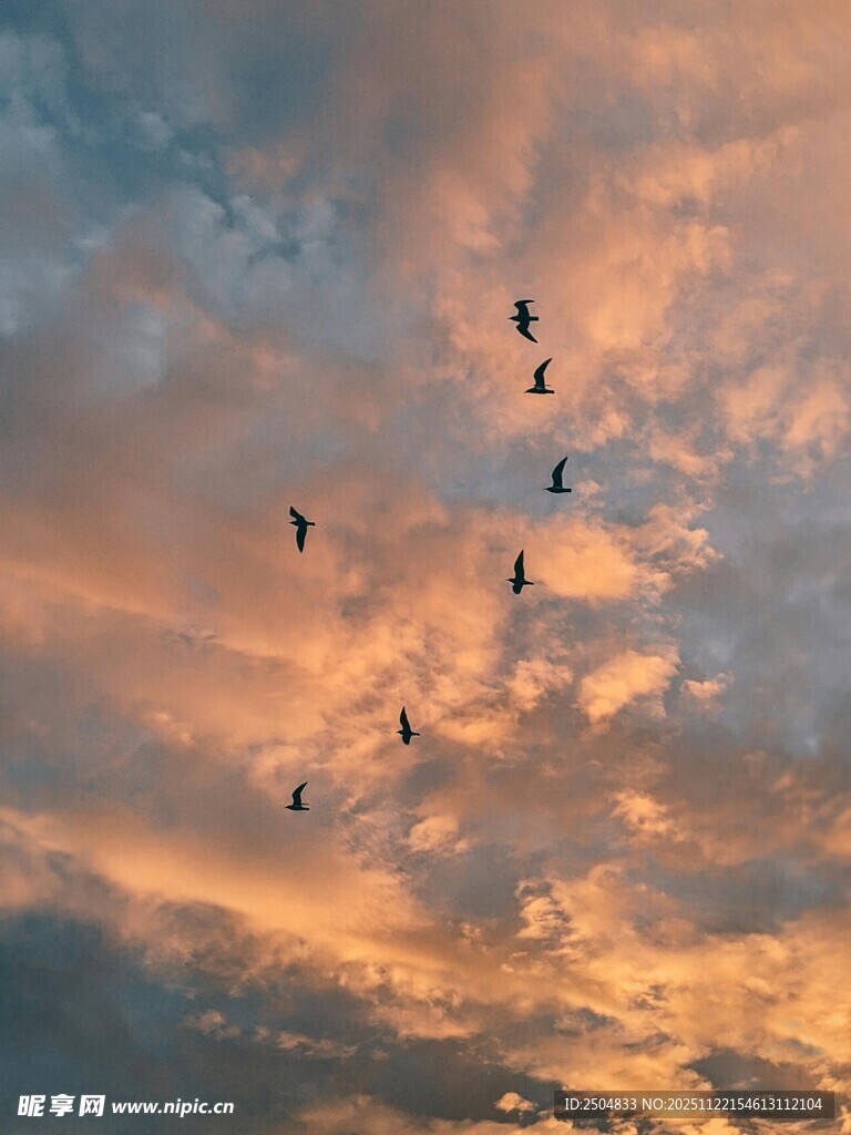 夕阳下飞鸟翱翔天际