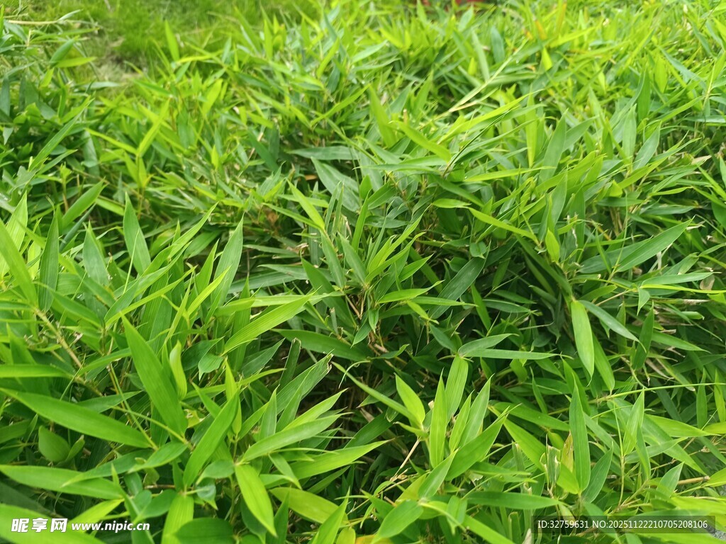 翠绿繁茂的青草景观