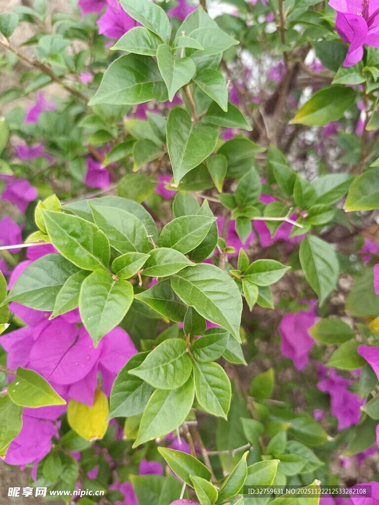 绽放的紫花绿叶植物