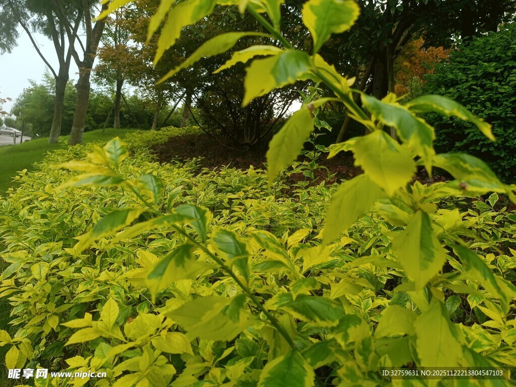 阳光下的翠绿植物景观