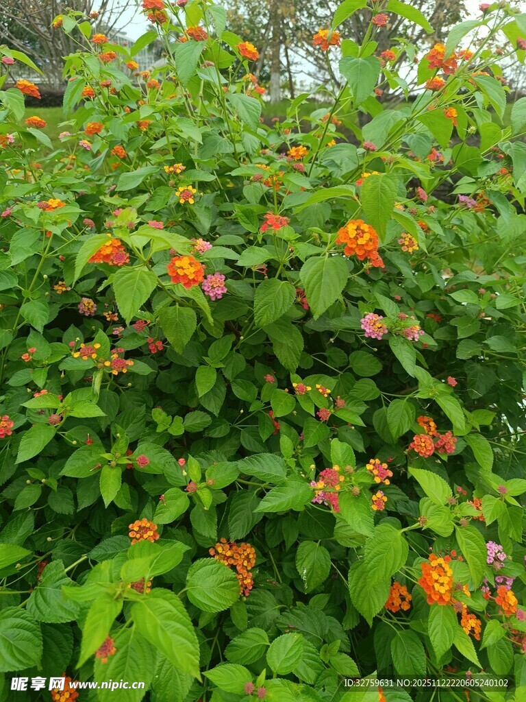 绿叶间的橙色花卉绽放