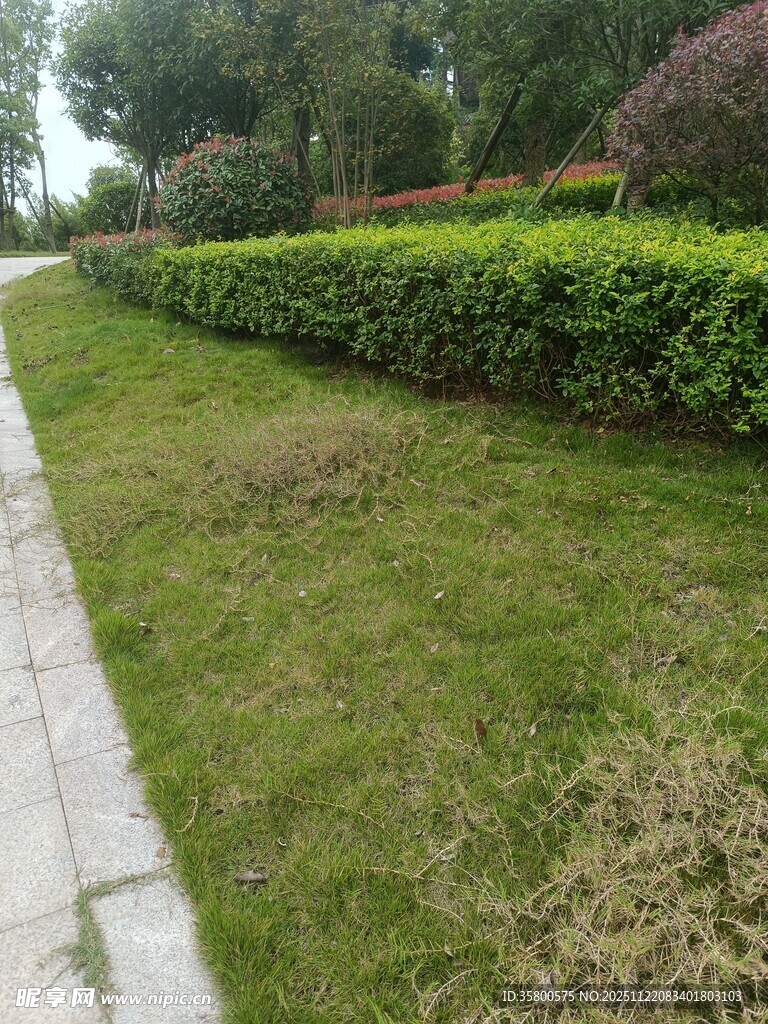 路边整齐绿植景观