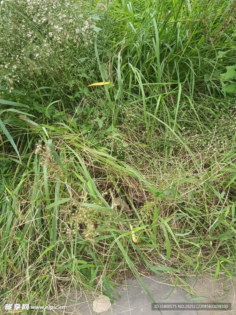 路边茂盛的绿色草丛