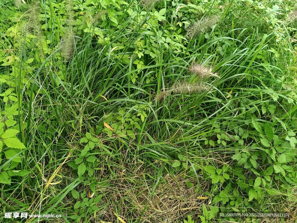 繁茂的绿色植物景观