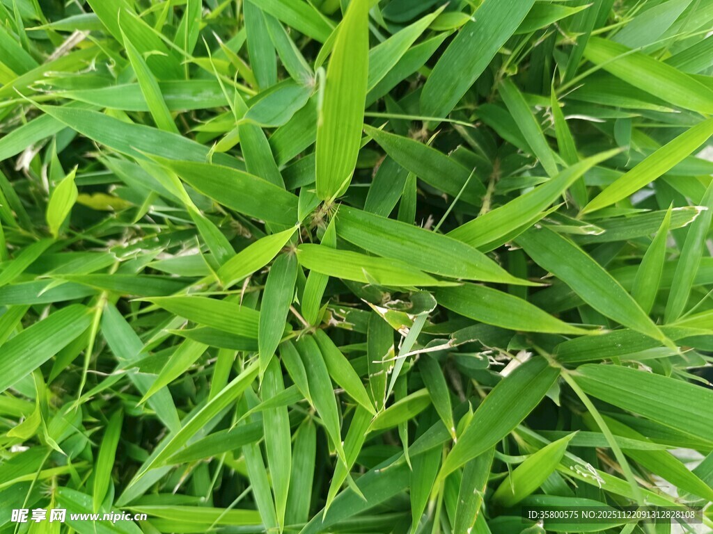 翠绿繁茂的清新竹叶