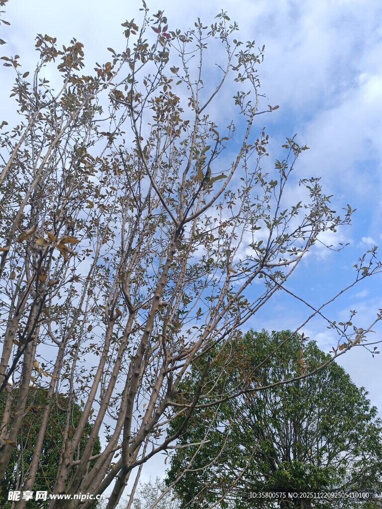 蓝天映衬下的树木景致