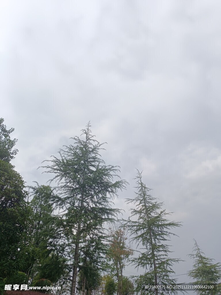 云雾中挺拔的葱郁树木