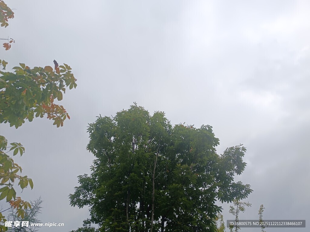 阴天中的绿树与枝叶