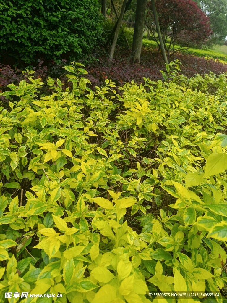 金黄叶片的繁茂植物景观