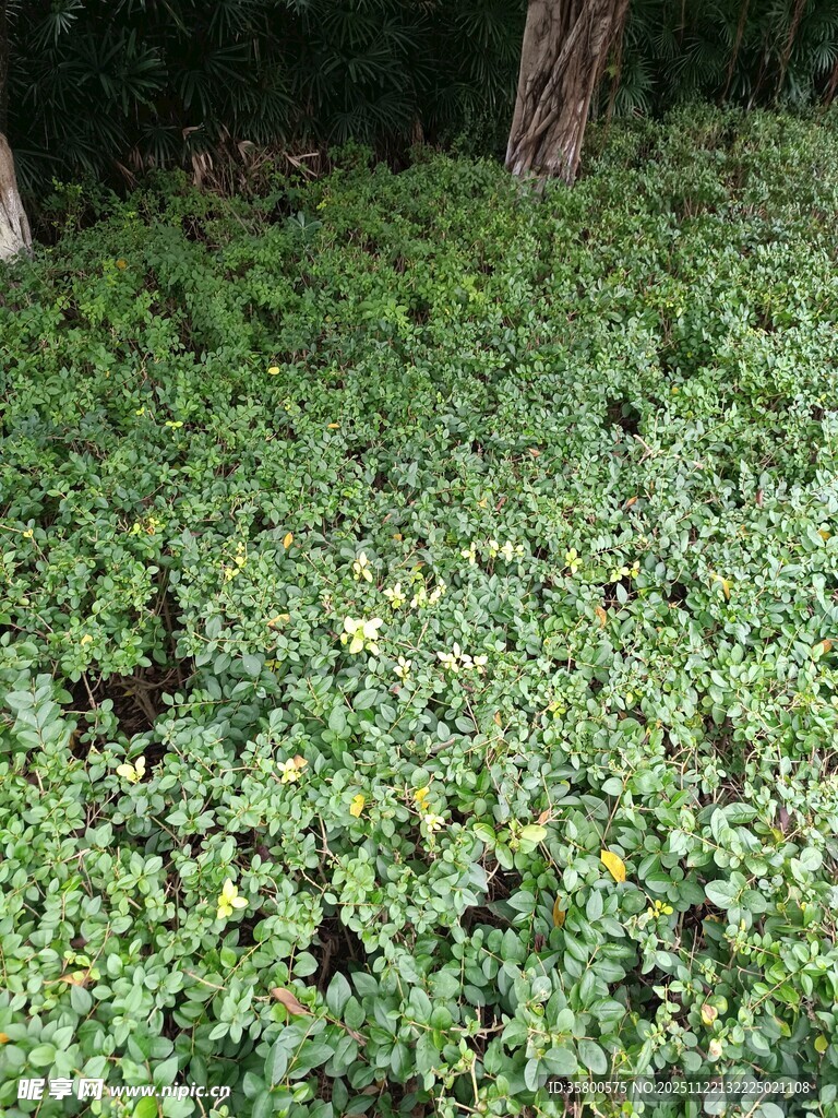 地面覆盖的翠绿繁茂植物
