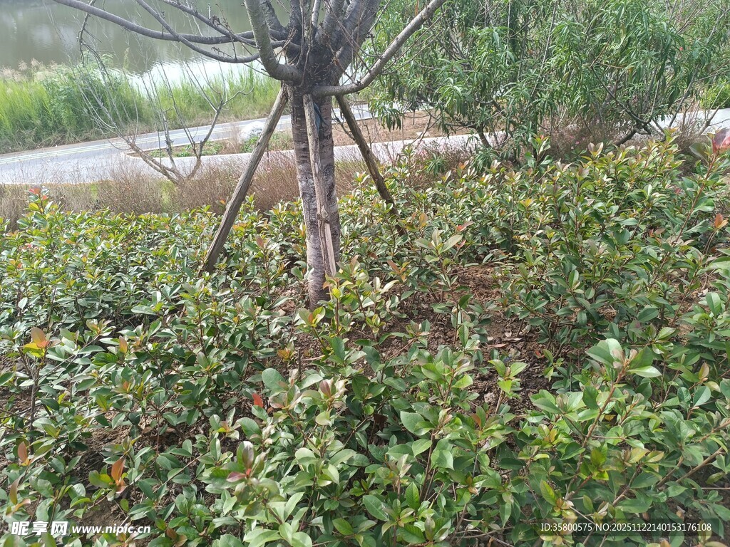 野外绿植中的简易支架