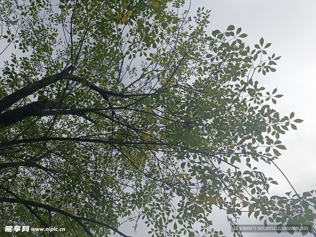 仰视视角下的繁茂绿树
