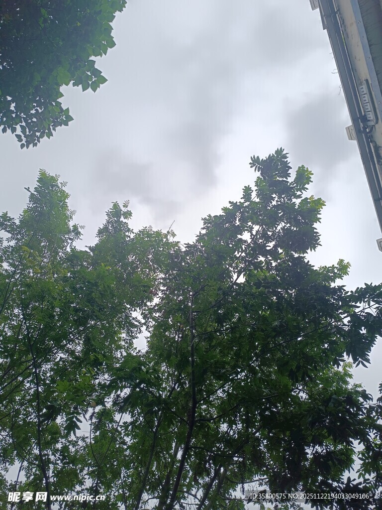 仰视繁茂绿树与灰白天空