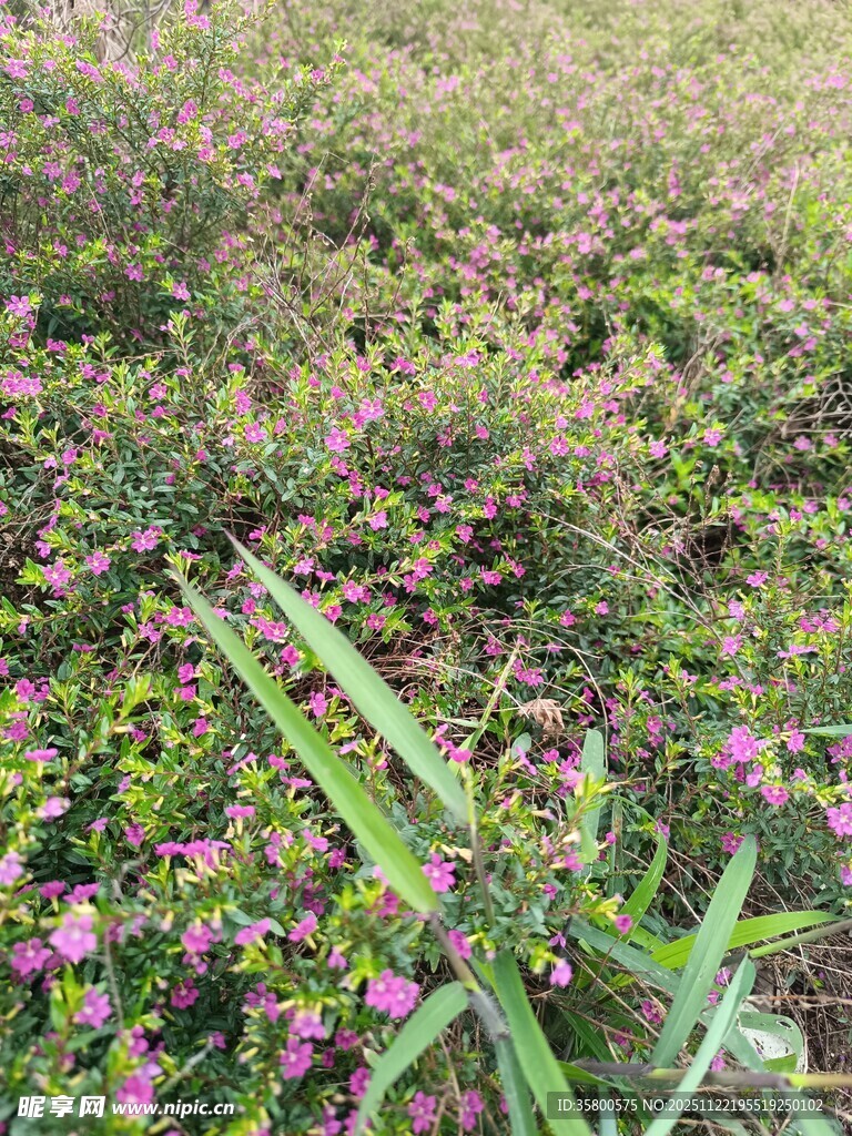 繁花盛开的绿植景观