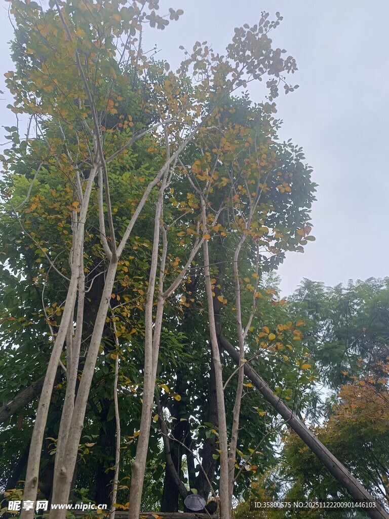 高耸入云的挺拔树木