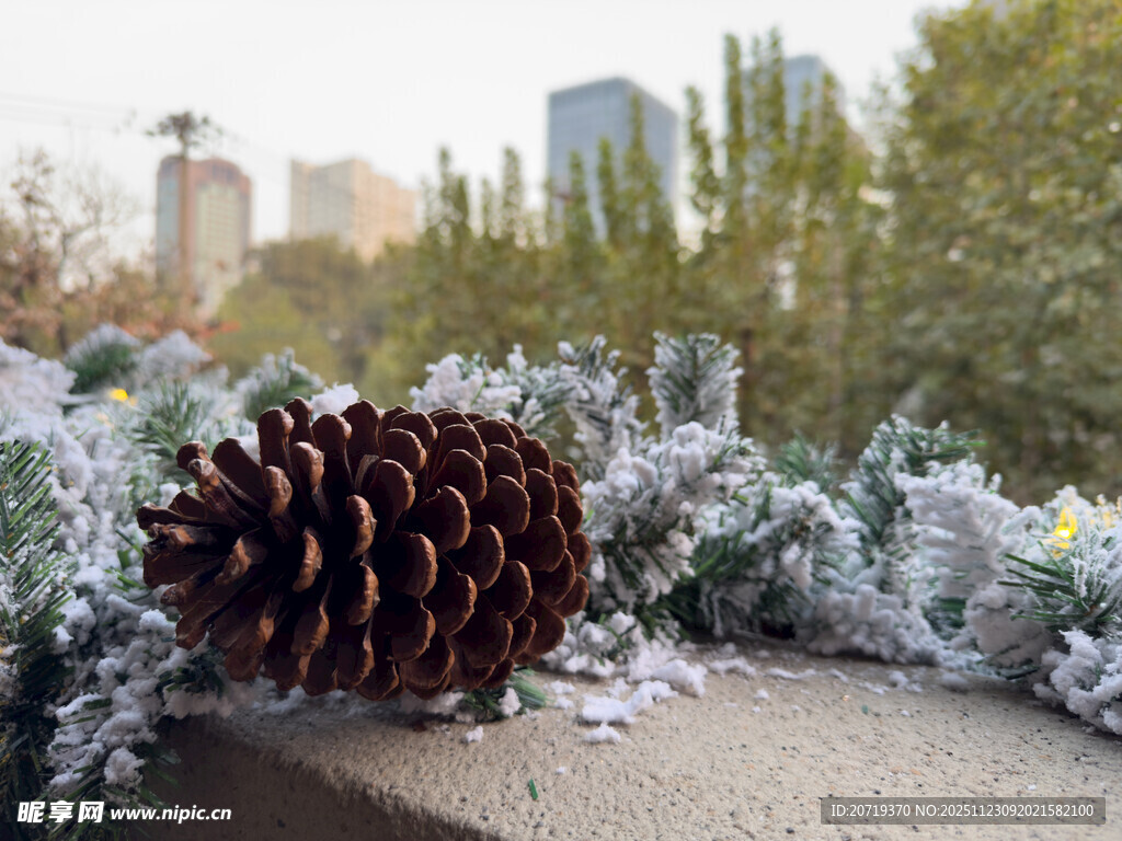 雪地中的松果与绿植景观