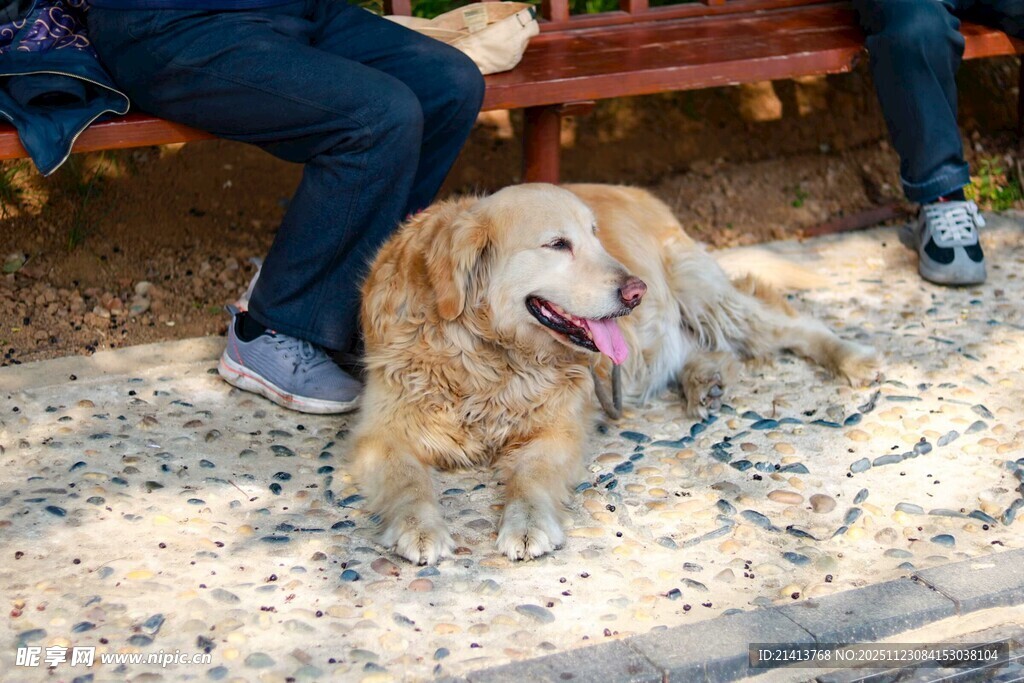 长椅下的金毛犬