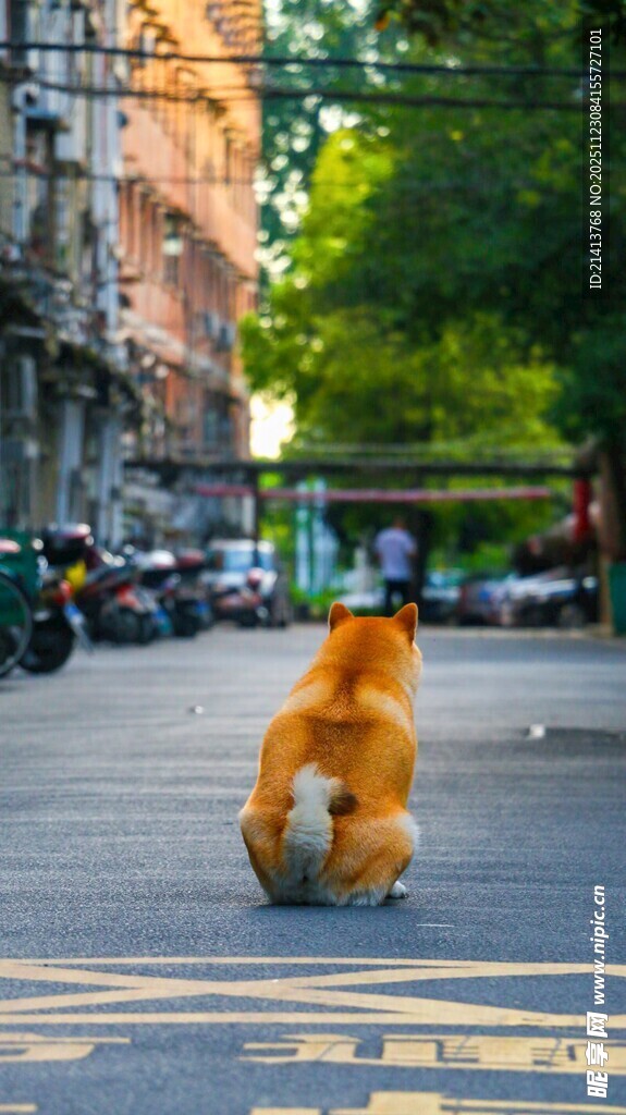 街头漫步的可爱小柯基