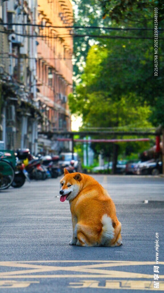 街头蹲坐的可爱金毛犬