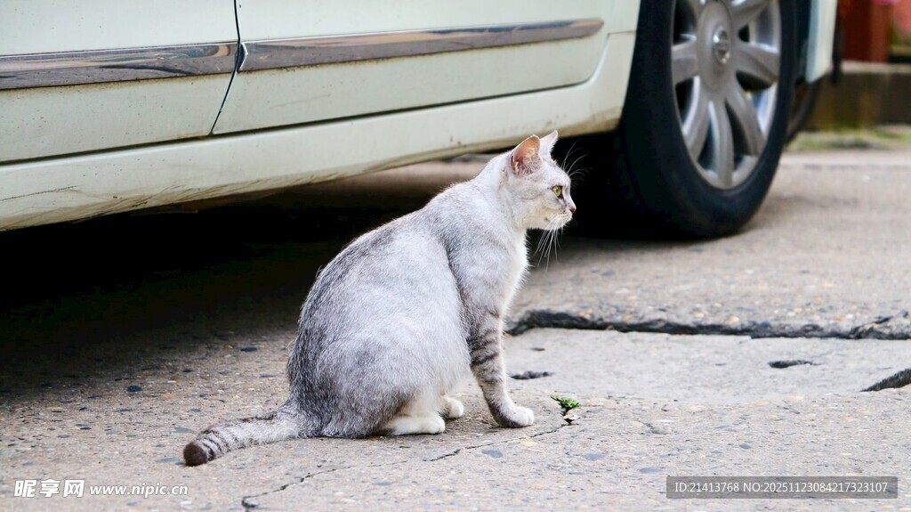 车下的猫咪