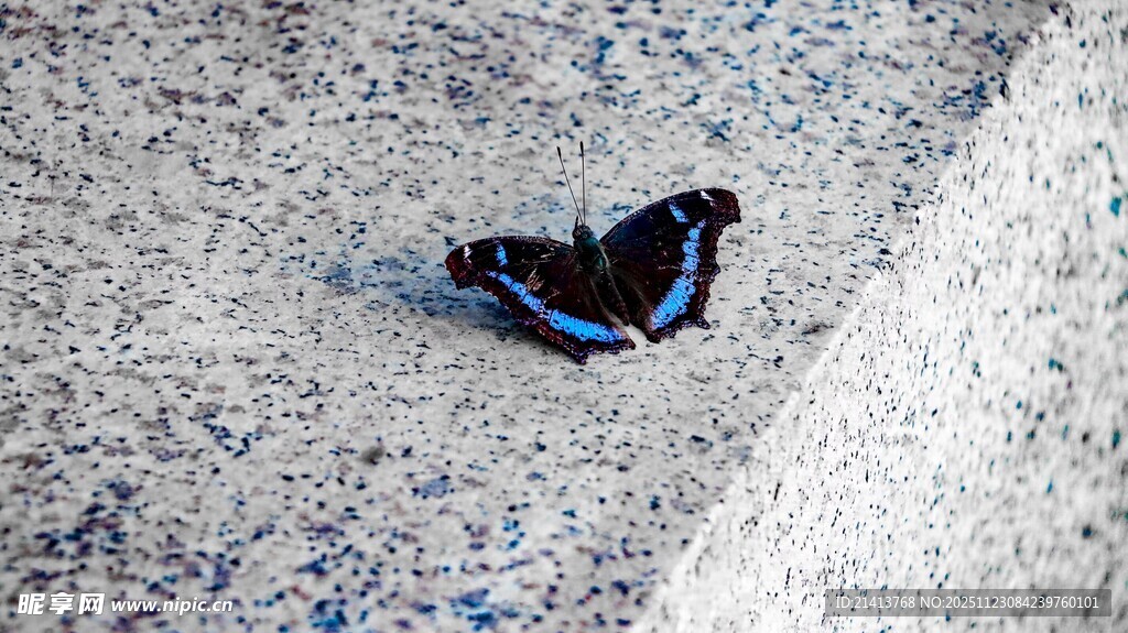 地面上的蓝黑蝴蝶