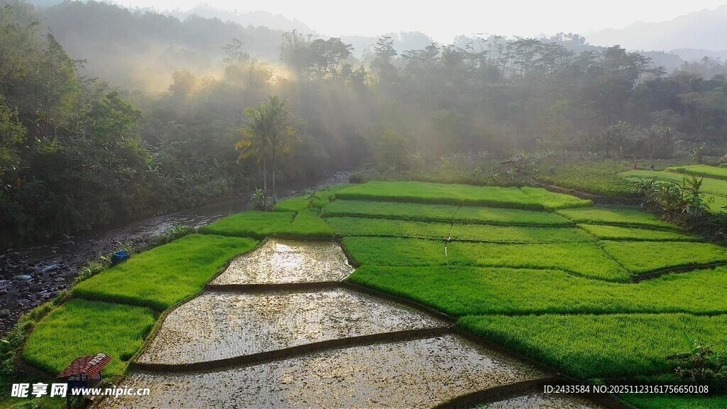 晨雾中的翠绿梯田美景