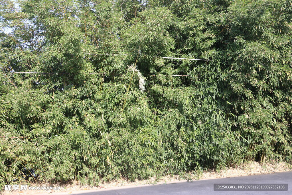 路边茂密绿植景观