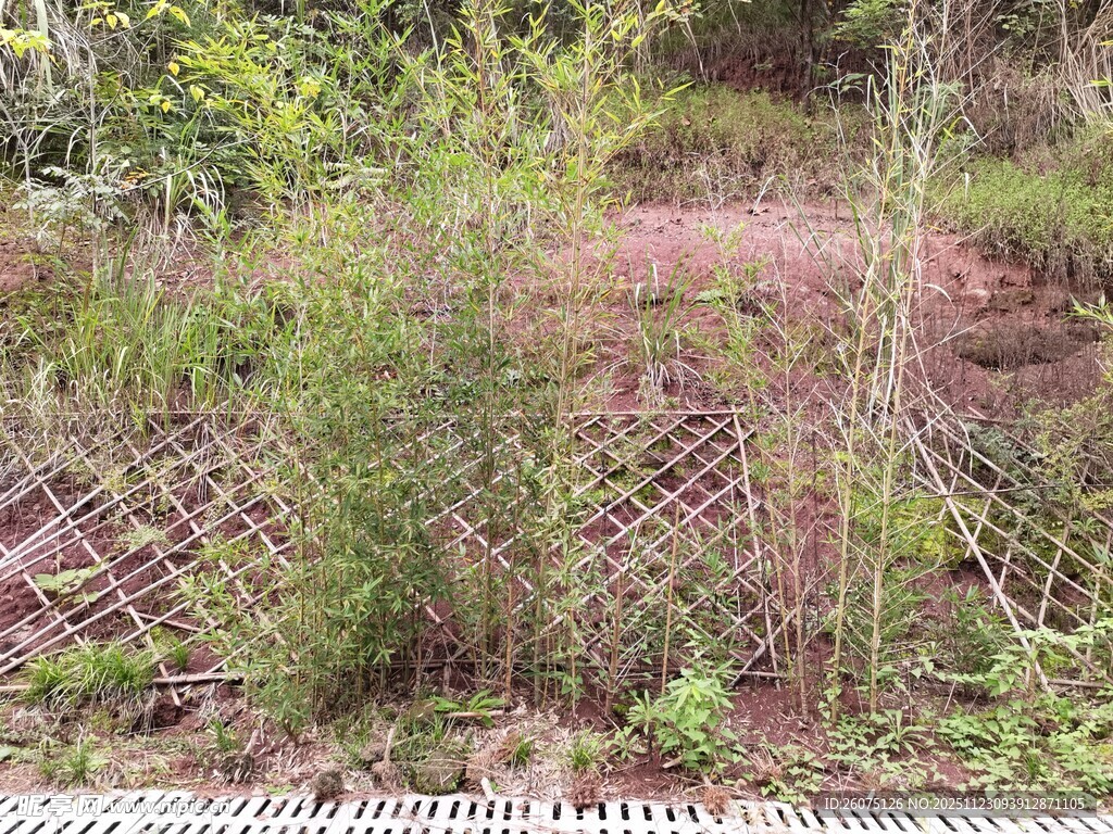 紫色花田与围栏边绿植