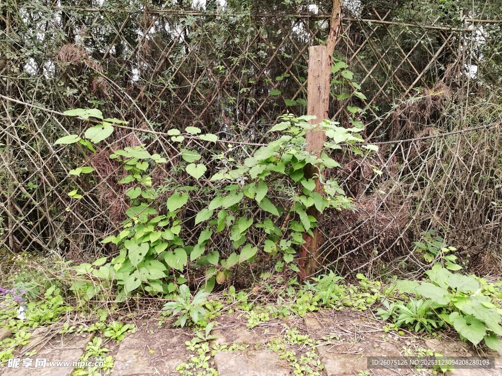 藤蔓缠绕围栏的自然景象