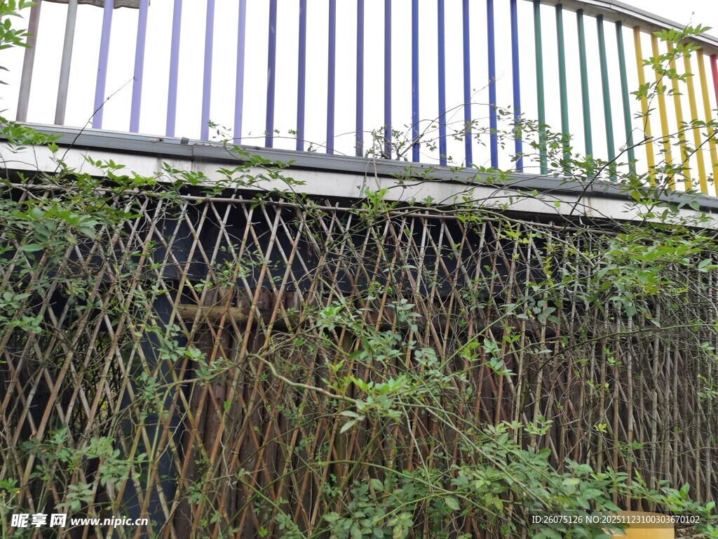 铁艺围栏旁的繁茂绿植