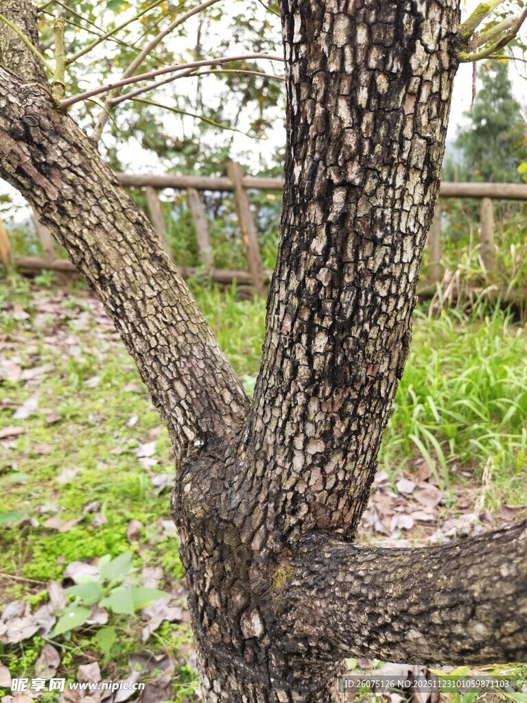 树干特写纹理清晰可见