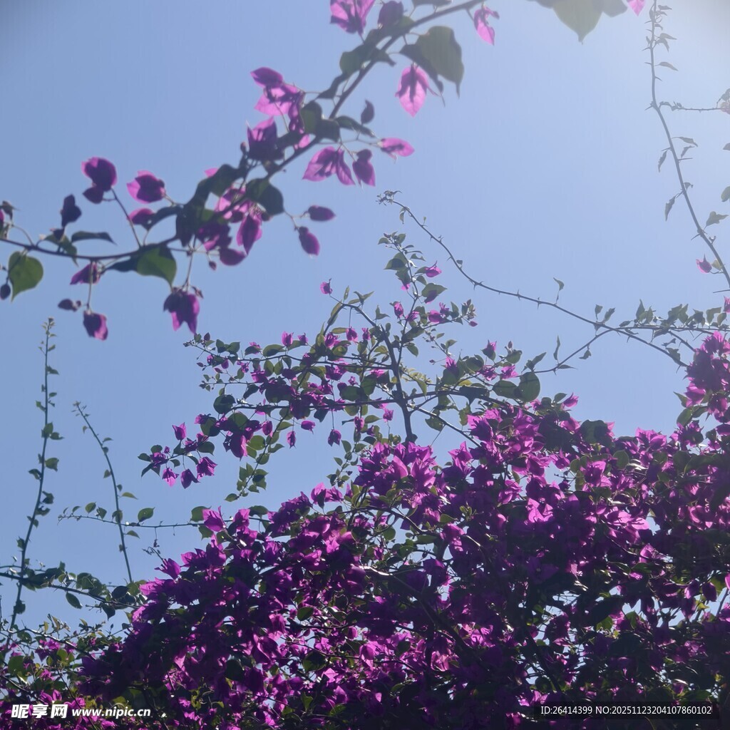 蓝天映衬下的艳丽三角梅