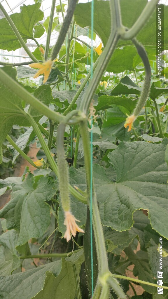 温室中的黄瓜植株生长景象