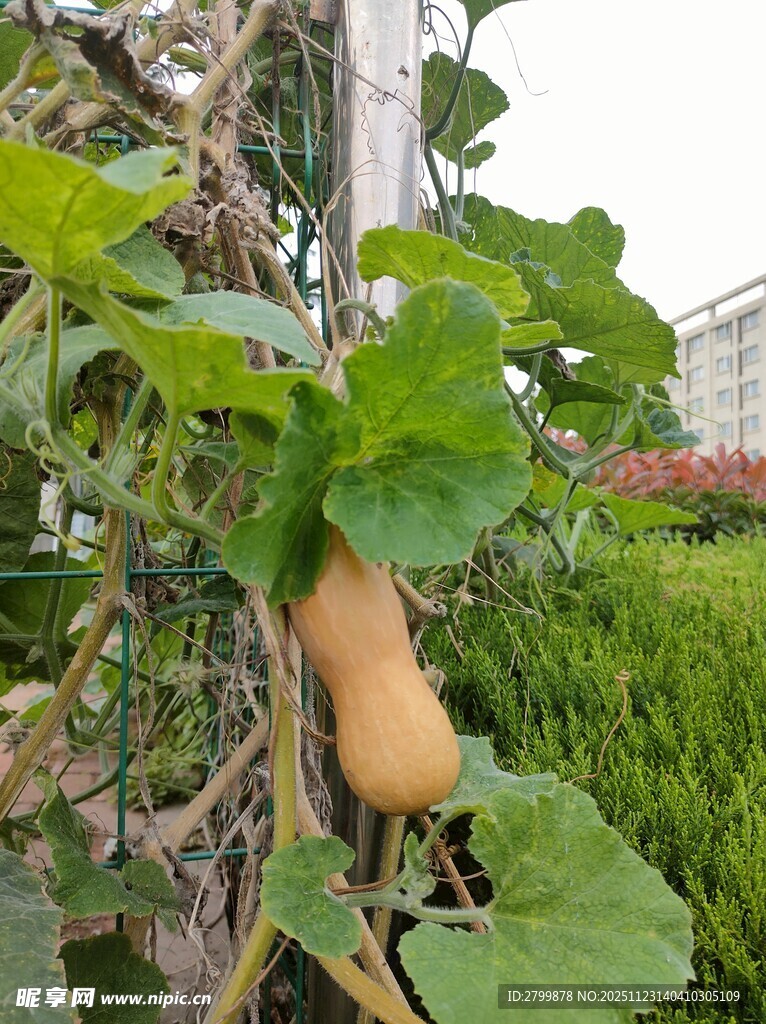 藤蔓上的黄色南瓜